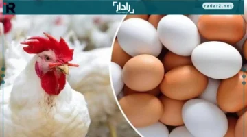 أسعار اليوم.. تحديث عروض الدواجن والبيض في الأسواق الأربعاء 12 نوفمبر 2025